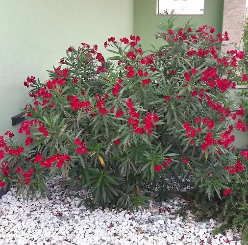 Apartman Lukiana*** דירה *